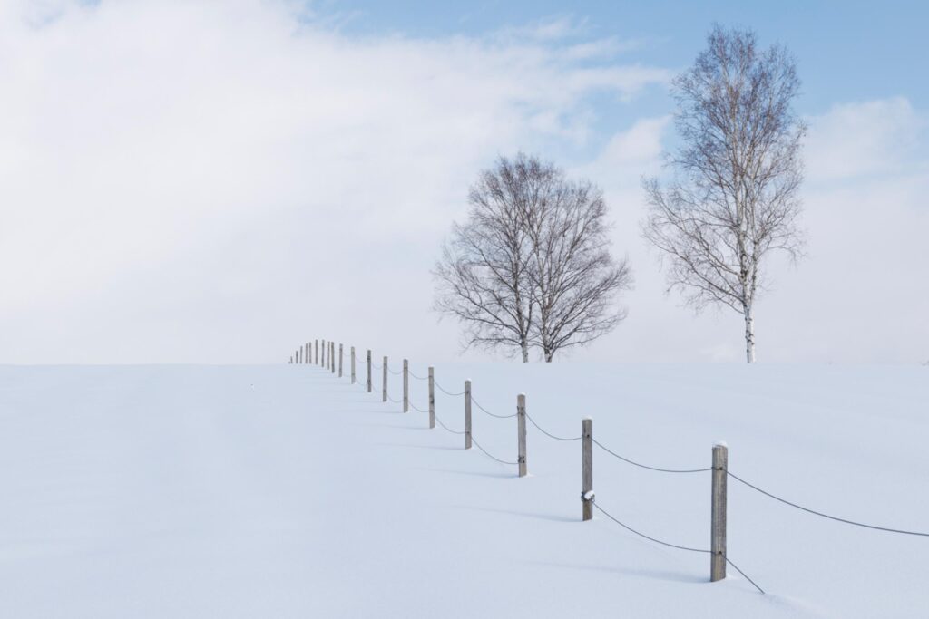 the birches of Villa Skavla in Biei