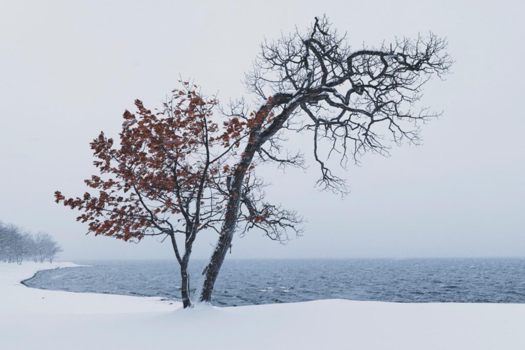 a tree at the icy water’s edge of Lake Kussharo