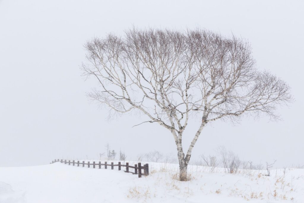 a birch tree stands beside a fence at Lake Mashu Kamuy Terrace’s parking lot