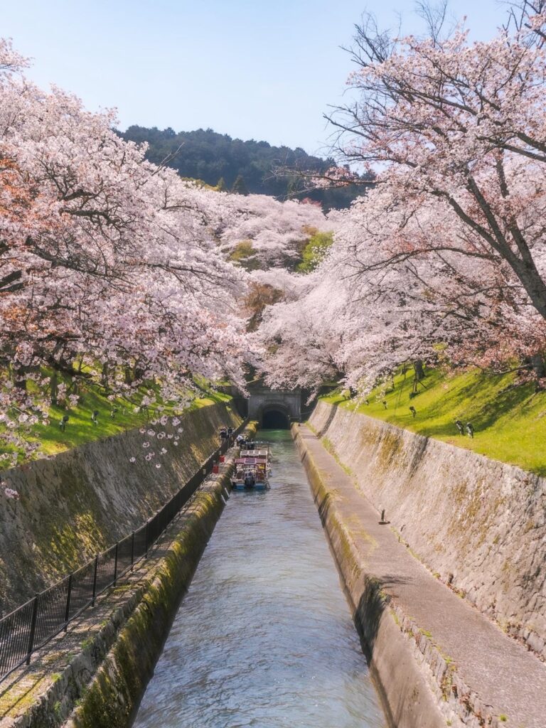 Cherry blossom pics I've taken over the years