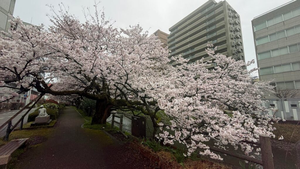 Beautiful Cherry Blossom