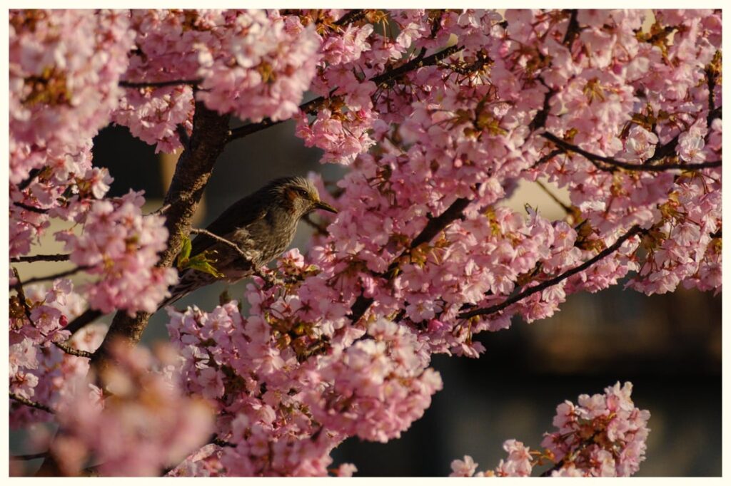 Kawazu-zakura (Cherry blossoms) of Yodo waterway, Kyoto