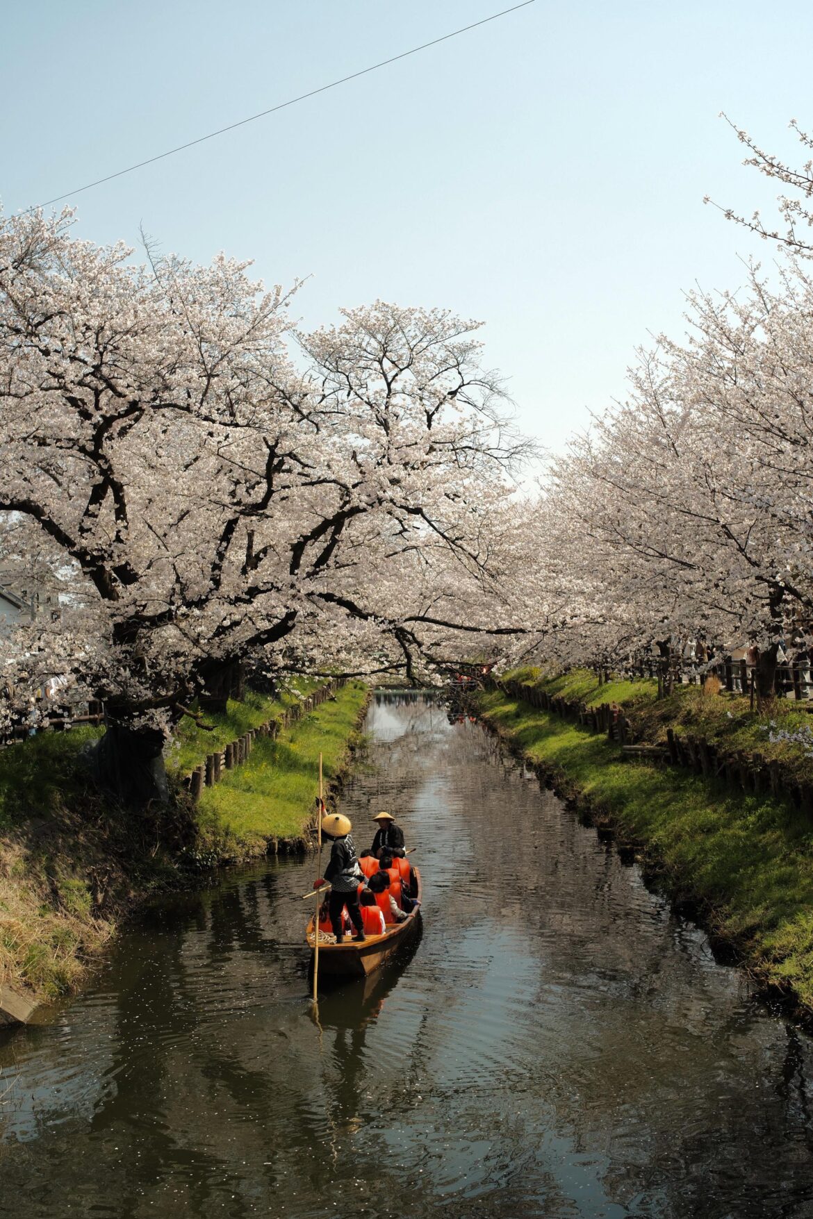 Shingashi riverbank Cherry blossoms in Kawagoe