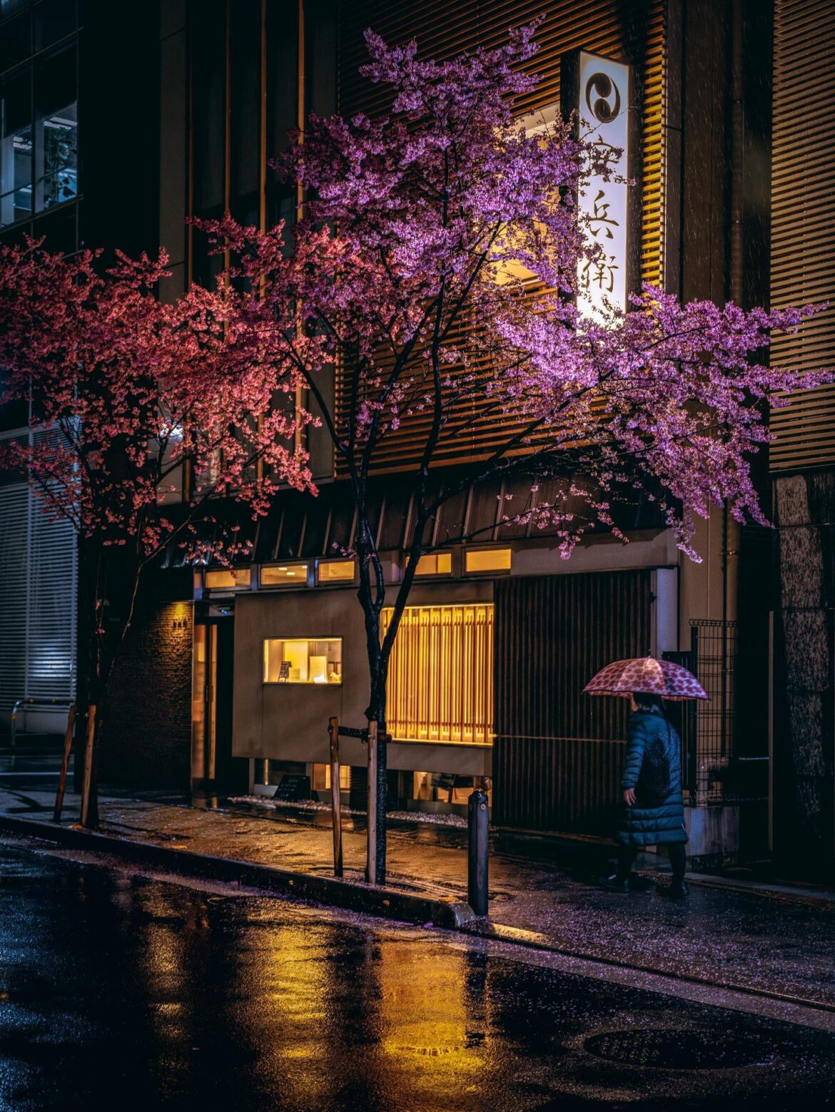 雨桜