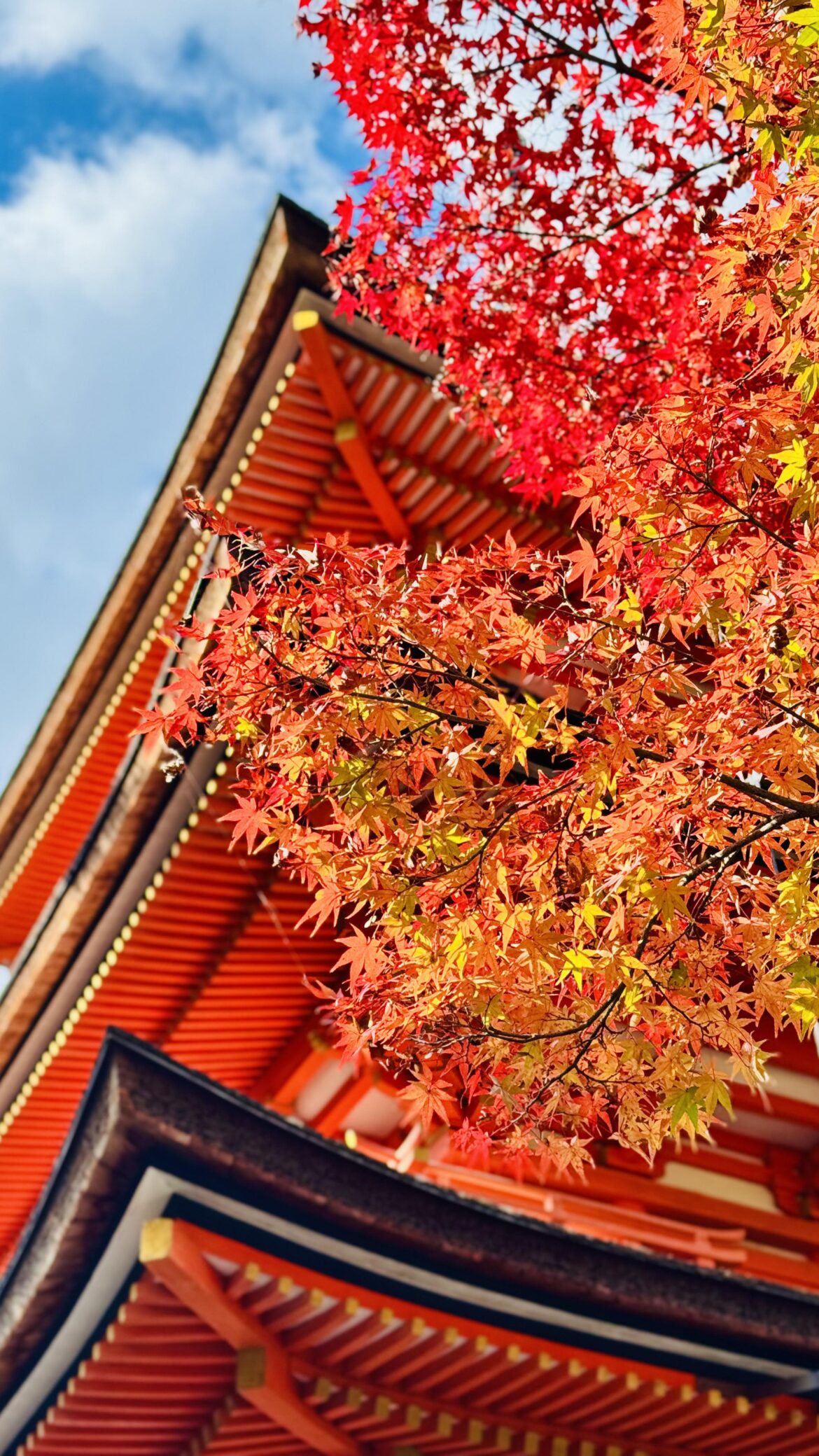 Kyoto (November 2025)