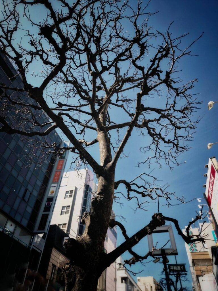 Feb - March trip from Hokkaido to Tokyo