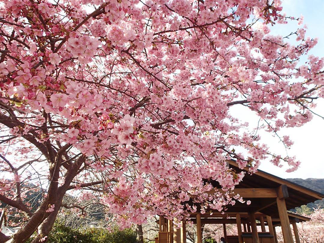 A Town Near Mount Fuji in Japan Cancels Cherry Blossom Festival—Here's Why 1 Sakura Cherry Blossoms Japan
