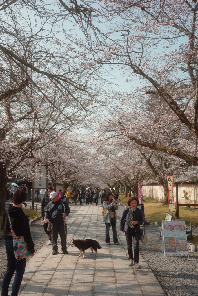 Cherry blossoms have started blooming in Kyoto