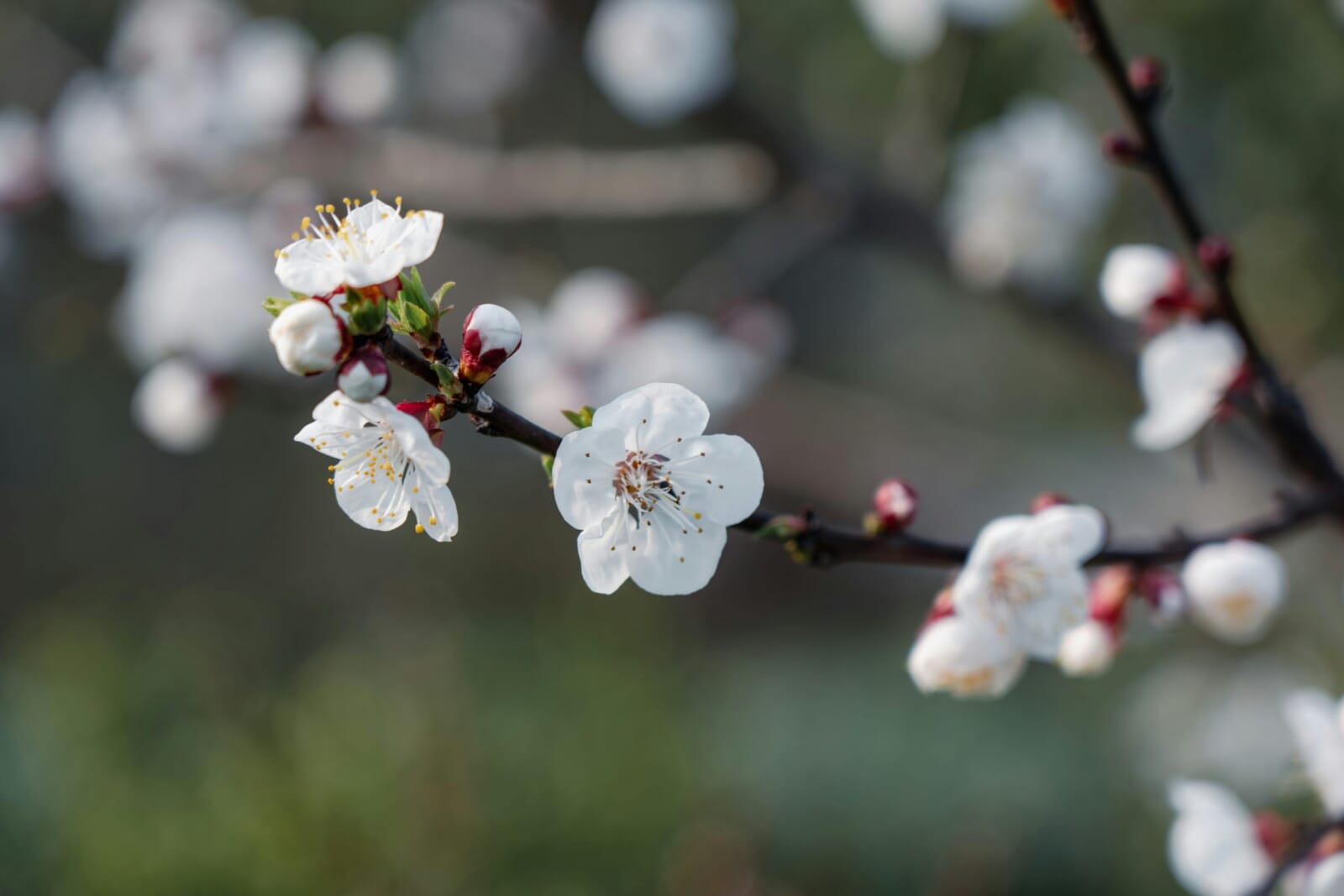 plum and cherry blossoms guide japan