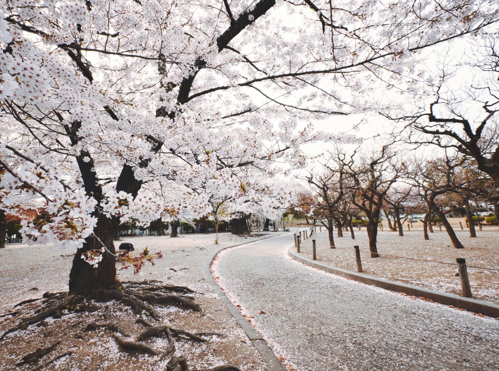 plum and cherry blossoms guide japan