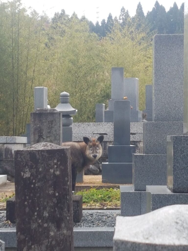 2019 Japanese serow sighting in Takayama