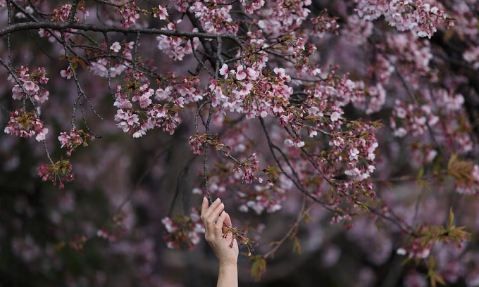 Japan's cherry blossom picnics feel the pinch of global inflation