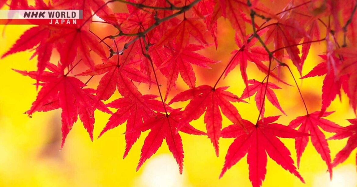 Fall in Saga-Arashiyama: The Beauty and Colors of Change – Core Kyoto Fall in Saga-Arashiyama: The Beauty and Colors of Change - Core Kyoto