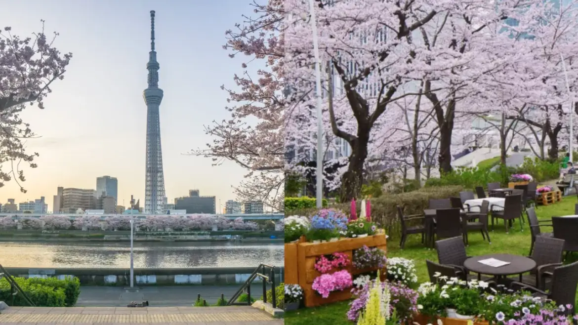 Tokyo sakura 2026: 7 Best Spots Guide Tokyo sakura 2026: 7 Best Spots Guide
