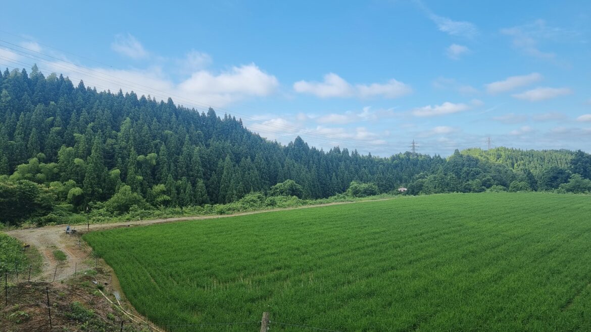 Kanazawa fields