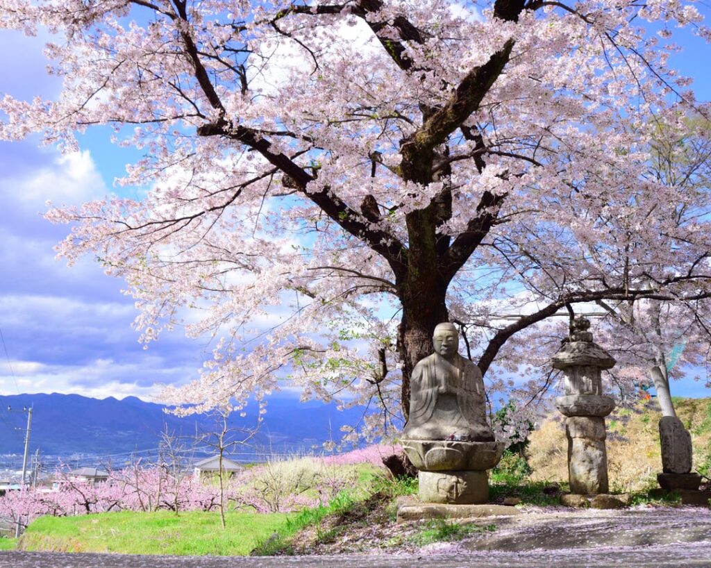 Sakura of Fuefuki-shi, Yamanashi (2017/04/15)