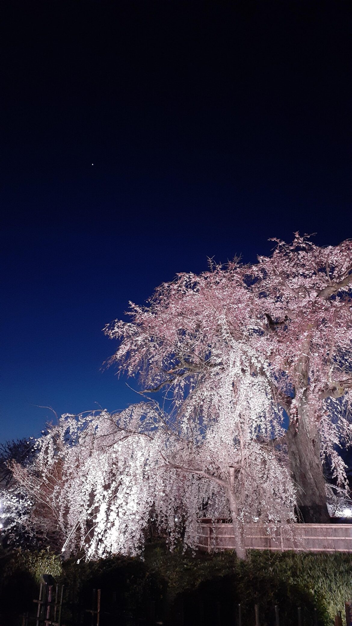 Cherry blossoms and the first star of the night — Maruyama Park, Kyoto