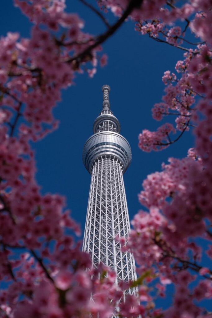 Kawazu Sakura (Early blooming cherry blossom) near Sky Tree