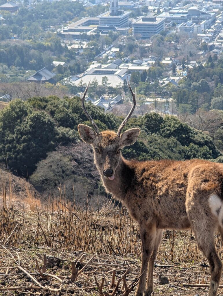 Nara Park