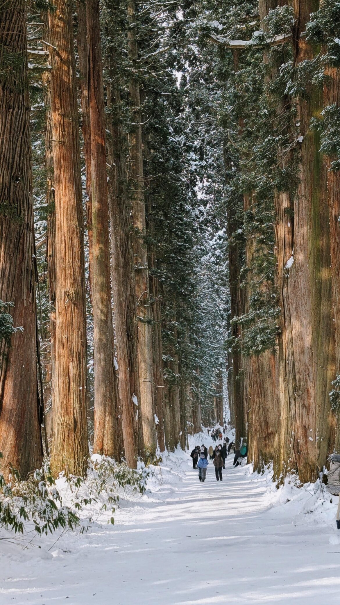 Winter Silence in the Cedar Forest