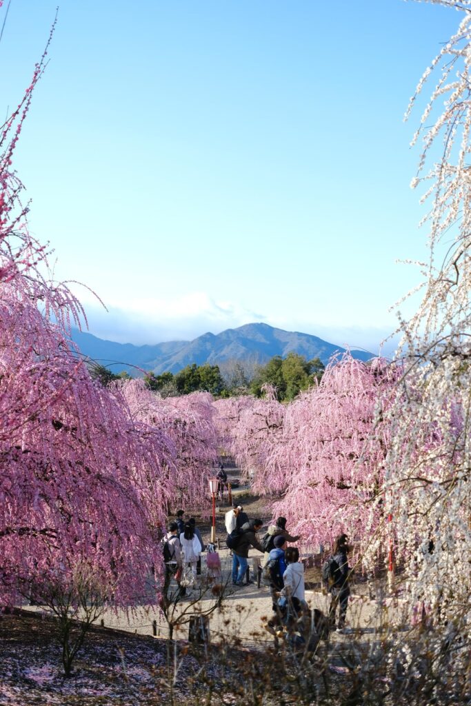 Plum blossoms - Suzuka forest garden