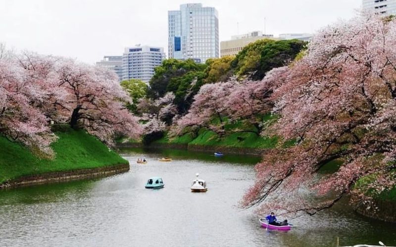 九段坂公園, 千鳥ヶ淵, 東京桜お花見, 東京都内お花見おすすめスポット, 桜開花予想, 九段下