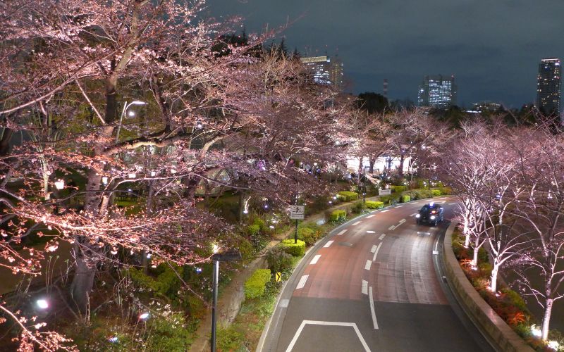 六本木さくら坂, 毛利庭園お花見, 東京桜お花見, 東京都内お花見おすすめスポット, 桜開花予想