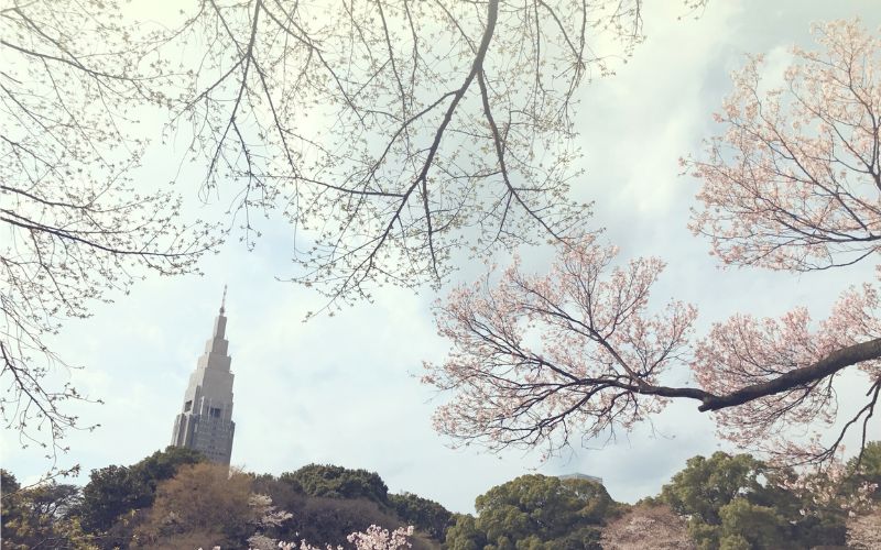 新宿御苑お花見, 東京桜お花見, 東京都内お花見おすすめスポット, 桜開花予想