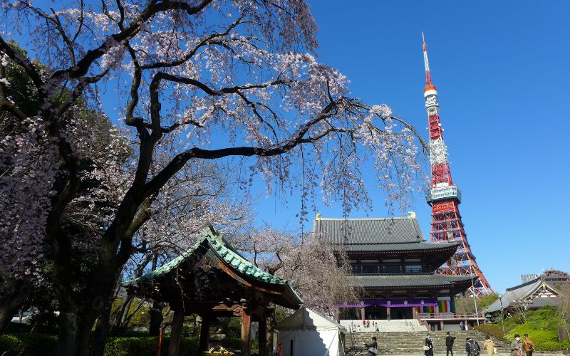 増上寺お花見, 東京桜お花見, 東京都内お花見おすすめスポット, 桜開花予想, 東京タワー