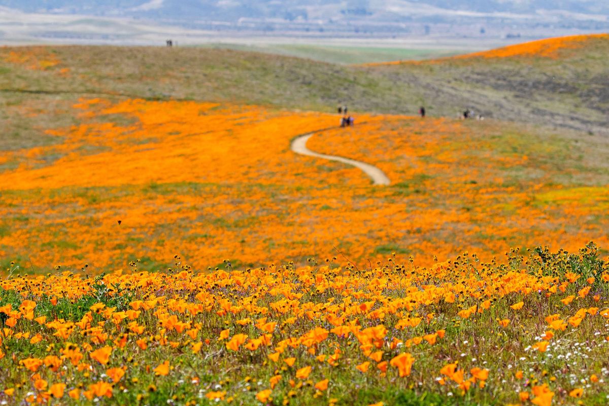 This is a stock image of Antelope Valley California Poppy Reserve. See PA Feature TRAVEL Wildflower. WARNING: This picture must only be used to accompany PA Feature TRAVEL Wildflower.