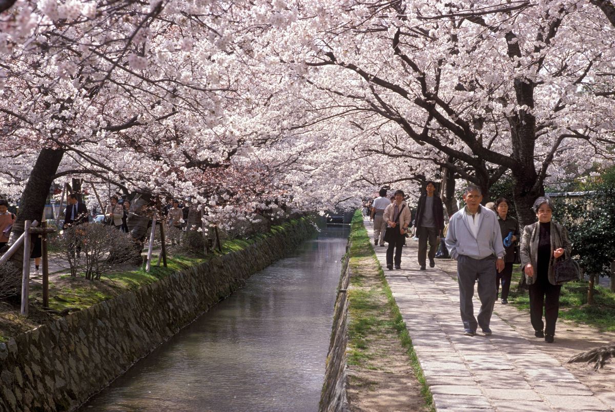 This is a stock image of Canopies of cherry blossom over Philosophers Path in Kyoto. See PA Feature TRAVEL Wildflower. WARNING: This picture must only be used to accompany PA Feature TRAVEL Wildflower.