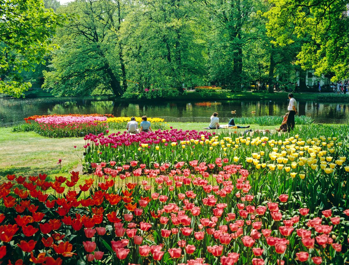This is a stock image of Tulips in Keukenhof Gardens, the Netherlands. See PA Feature TRAVEL Wildflower. WARNING: This picture must only be used to accompany PA Feature TRAVEL Wildflower.