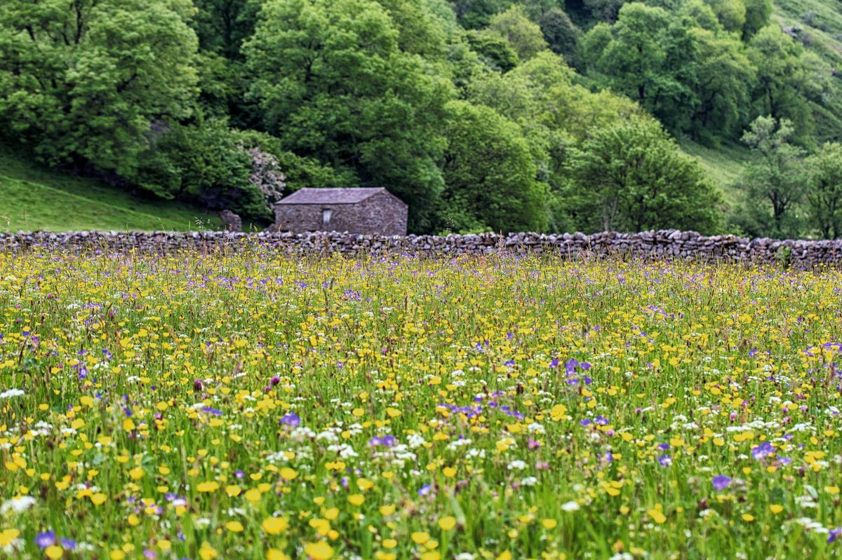 Wildflower tourism: 5 amazing places that bloom in spring and summer. See PA Feature TRAVEL Wildflower. WARNING: This picture must only be used to accompany PA Feature TRAVEL Wildflower.