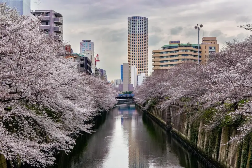 Chasing sakura: Where to see cherry blossoms in Japan