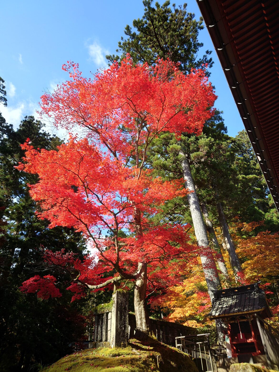 The Shrine and the Autumn Foliage