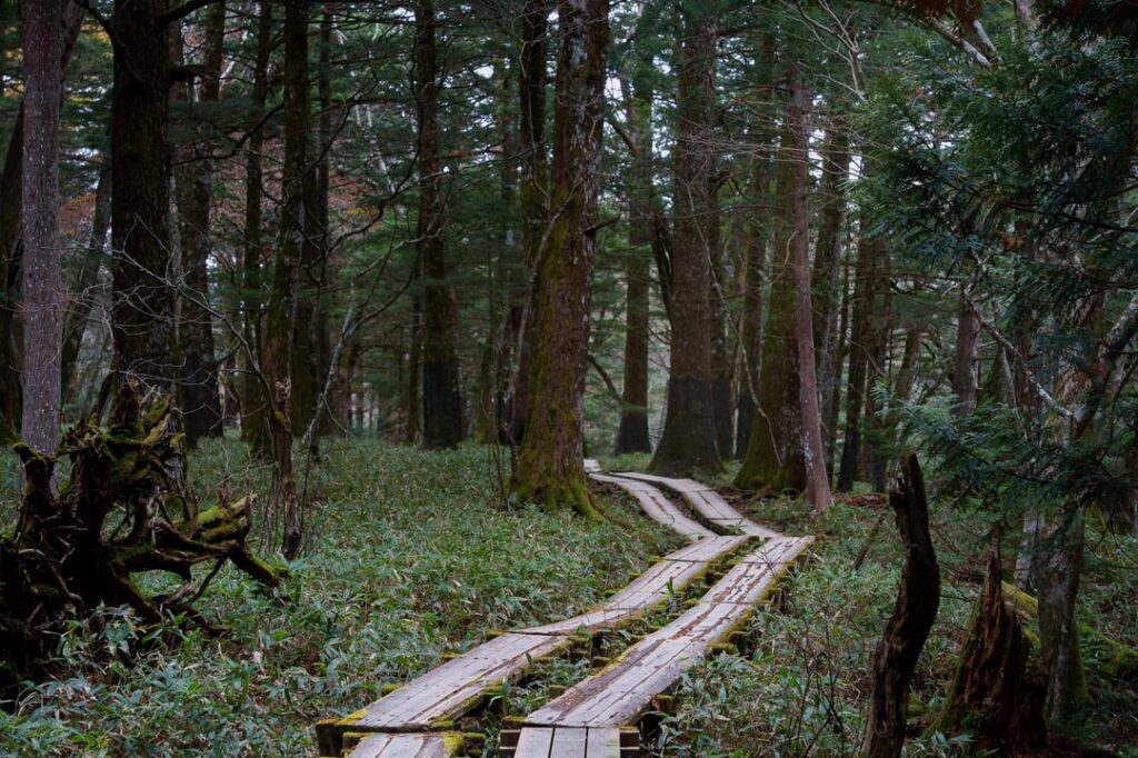 Exploring Nikko's ancient forest — the most peaceful I've felt in years