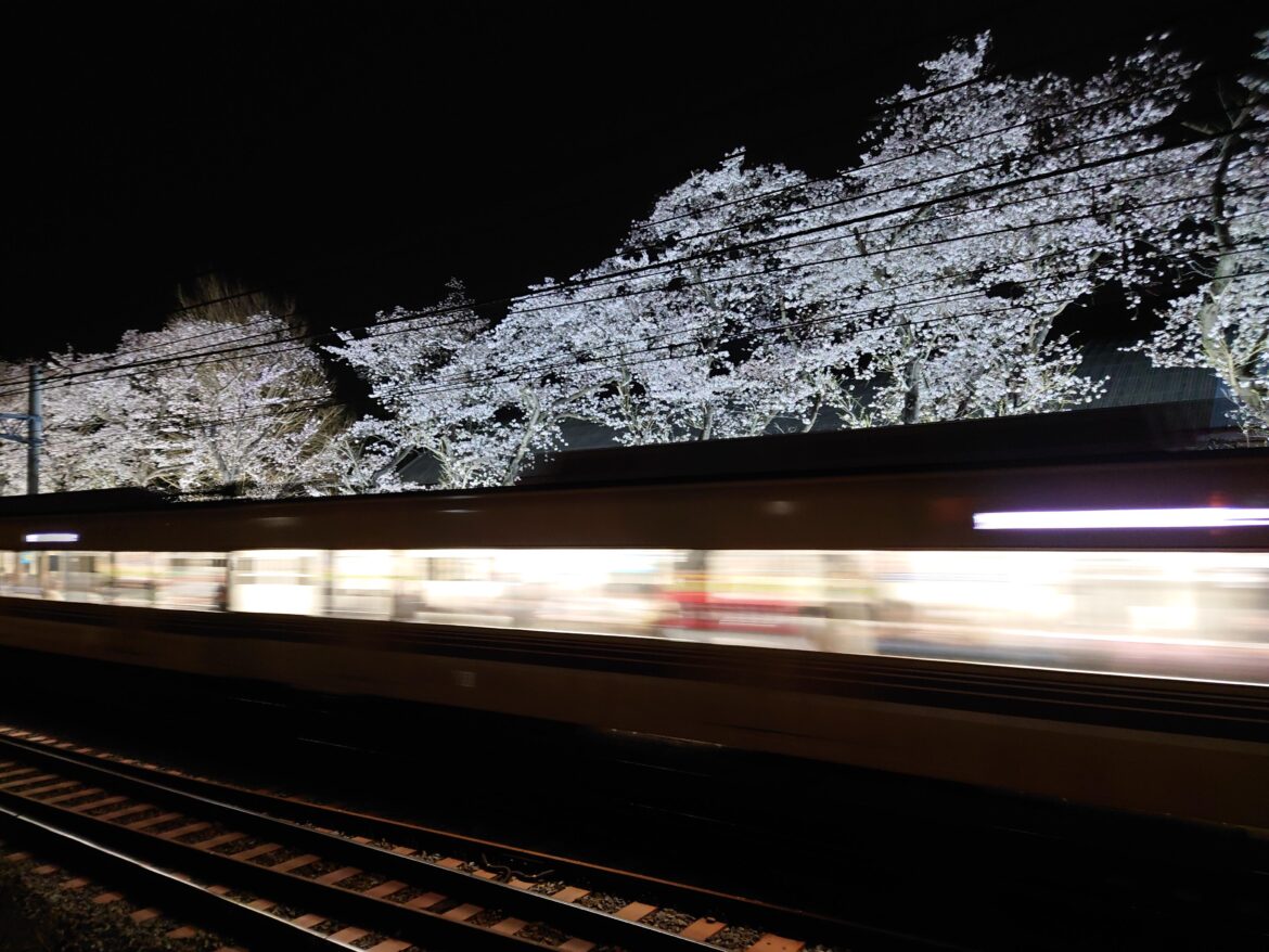 Night Sakura and the trail of light. Shot on smartphone, handheld. Matsudo, Japan."