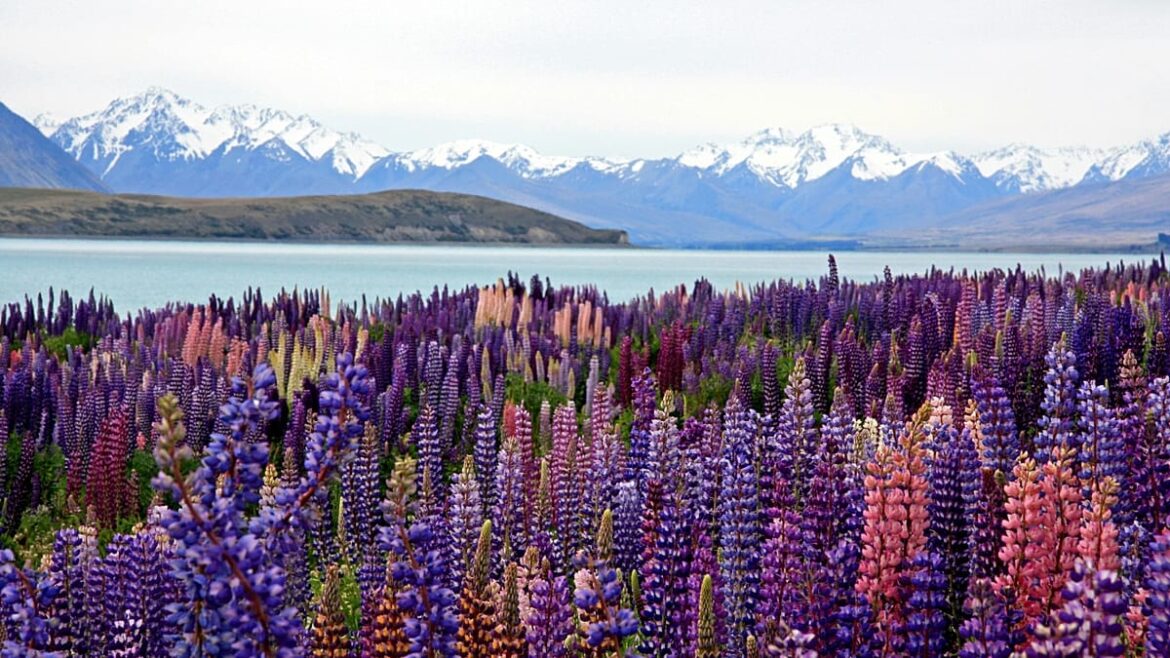 Travel in bloom: These are the best flower tourism destinations to visit in 2026 Travel in bloom: These are the best flower tourism destinations to visit in 2026