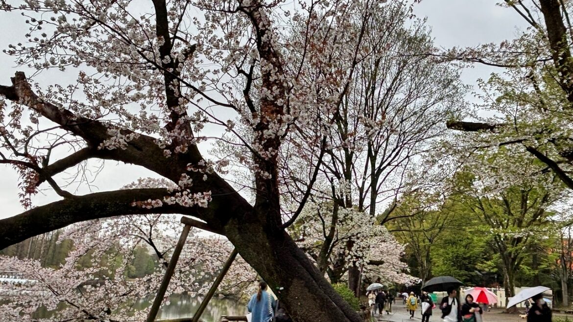 Collapse of Tokyo's aging cherry blossom trees during viewing season raises safety concerns