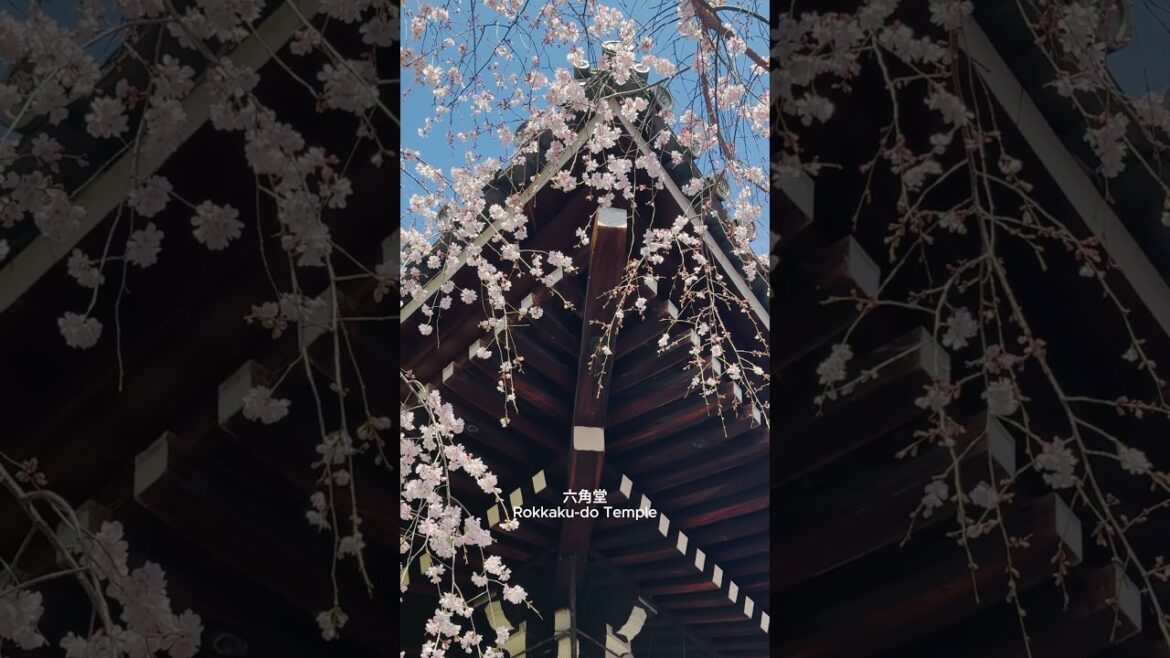 京都賞櫻必去，連日本人都等位，但志不在咖啡。一杯咖啡在手，看著咫尺之外的櫻花，陽光透窗而來！原來來這裡就是放空！！ #旅行 #京都自由行究極攻略 #在日港人 #kyototravel #sakura