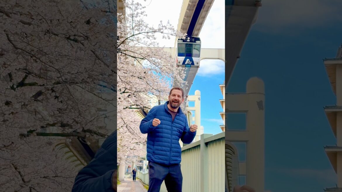 🌸 Cherry blossoms are in bloom in Chiba City!