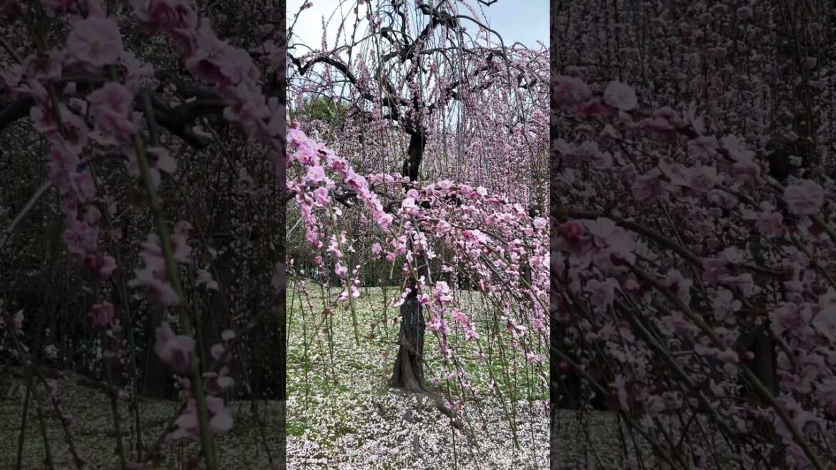 【KYOTO】 Must-See Hidden Gems - Jonangu