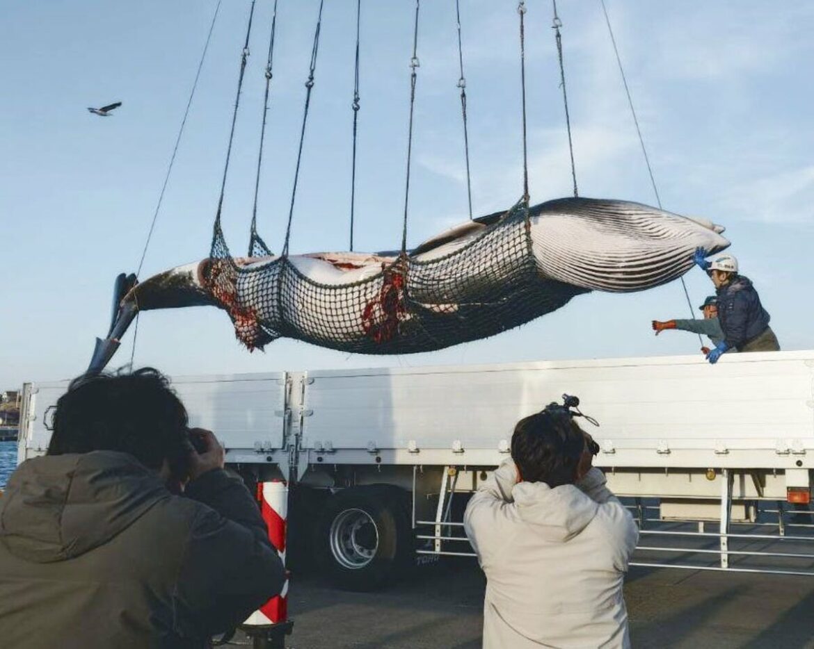 Japan logs 1st catch of year as whaling season begins off Hokkaido