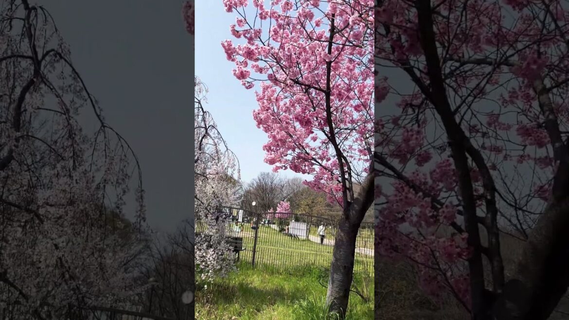 【KYOTO】Must-See Good Sakura Spot - Umekoji Park