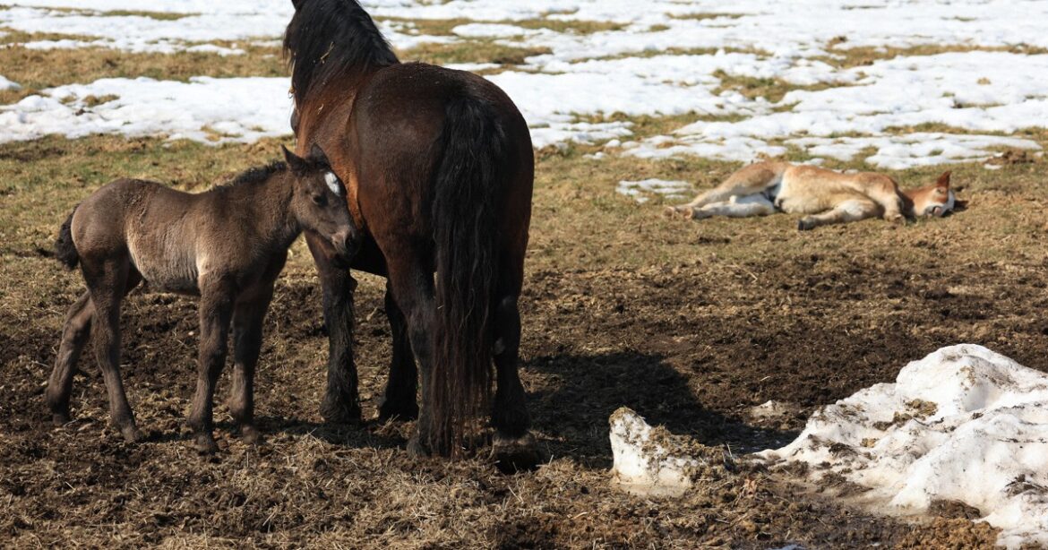 Japan Photo Journal: Baby boom at draft horse farm in Hokkaido Japan Photo Journal: Baby boom at draft horse farm in Hokkaido