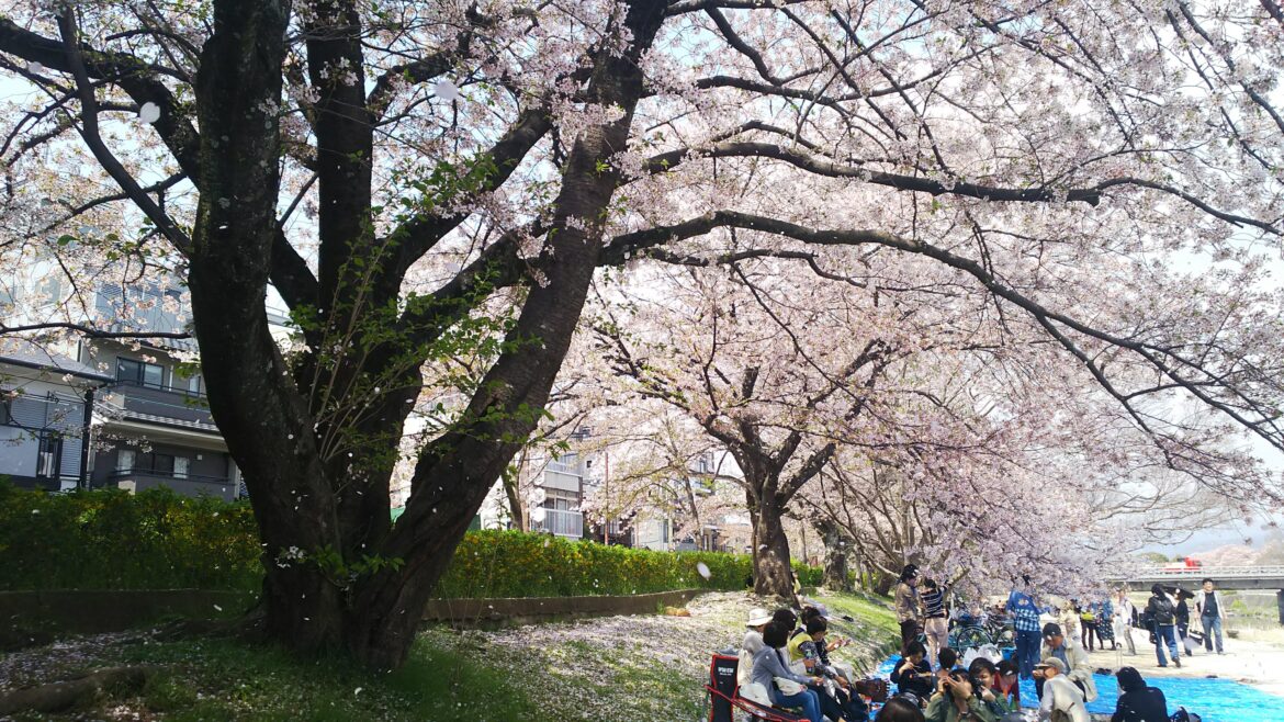 Kamo River, Kyoto, 2018