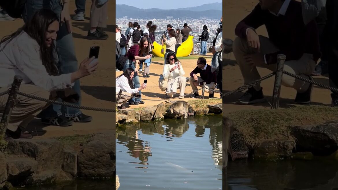 Monkey photo shoot in Arashiyama Monkey Park #naturepreserve #kyoto