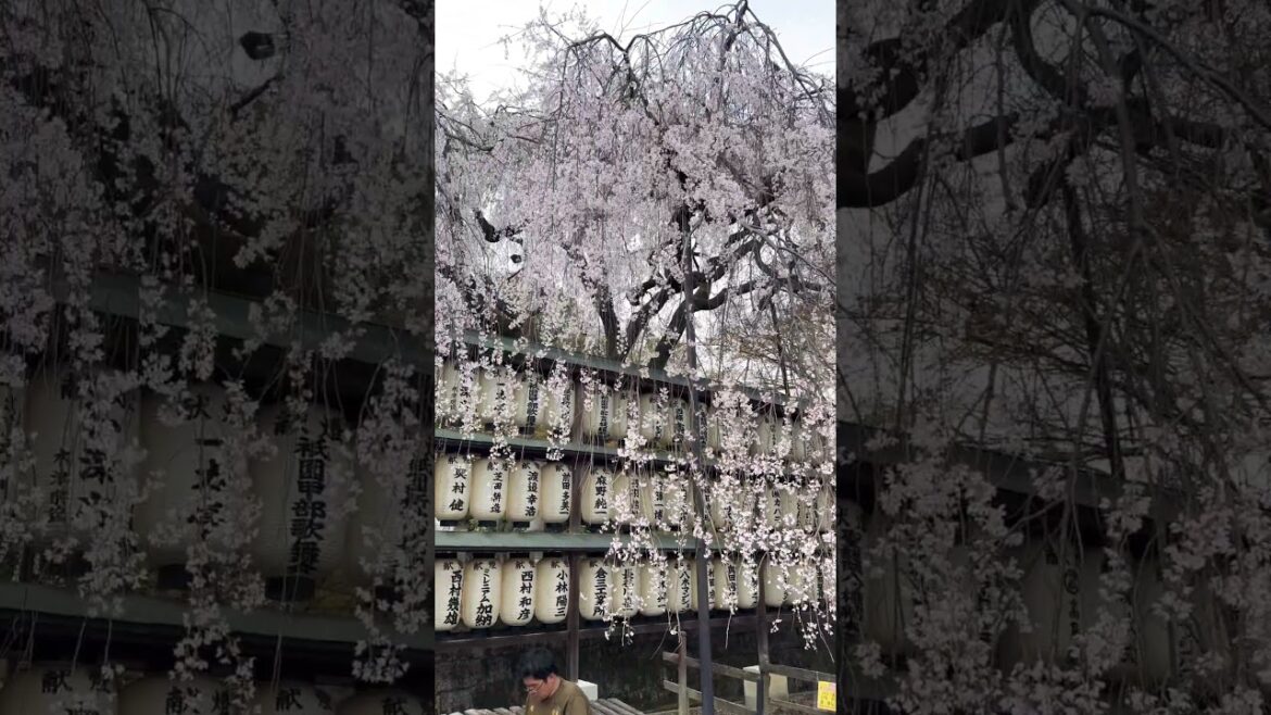 【KYOTO】Must-See Less Crowded Sakura Spot- Oishi Shrine