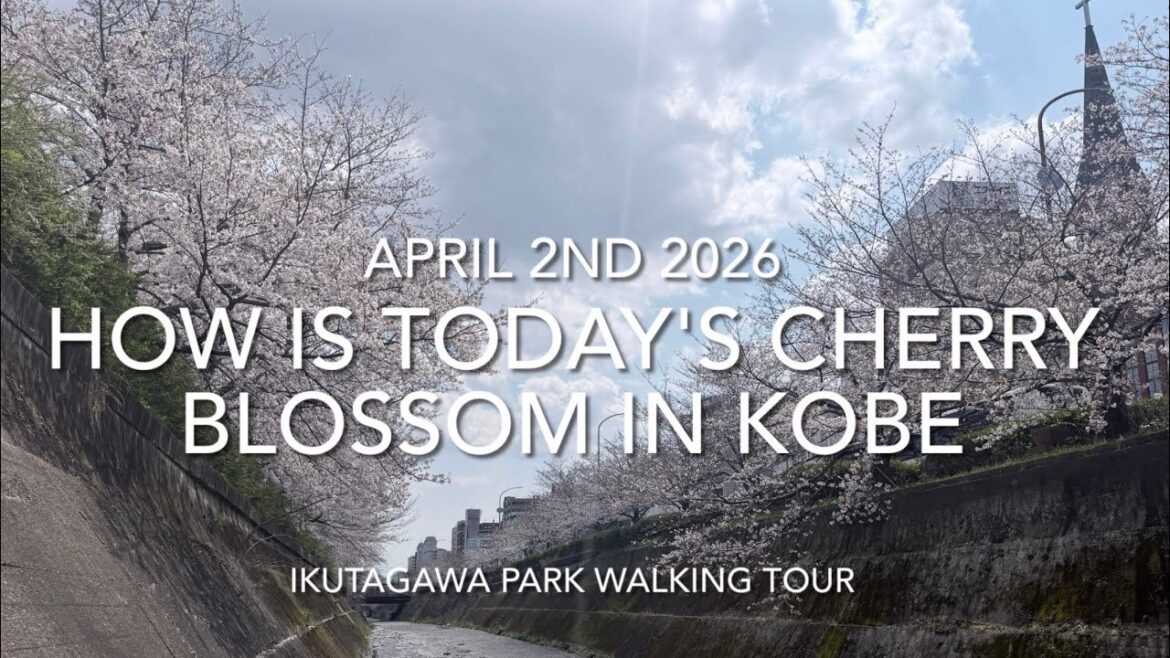 How is today's cherry blossom in Kobe🇯🇵? April 2nd 2026, Ikutagawa park walking tour