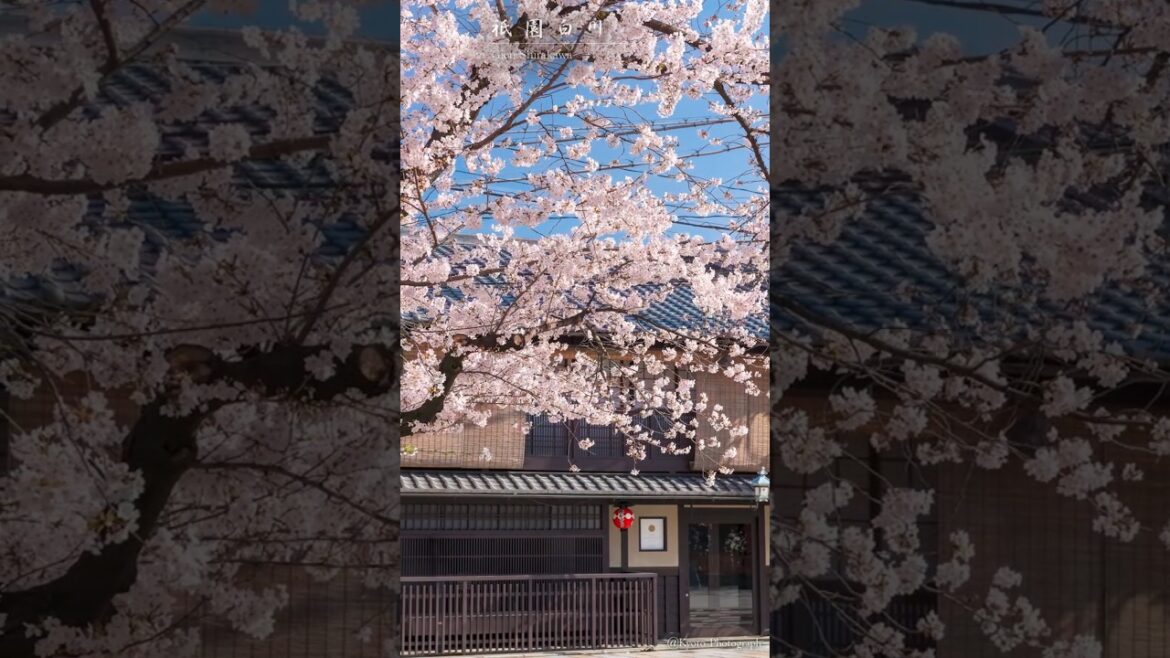 三月 いま季節開く 京都 ー 祇園白川篇 ー
